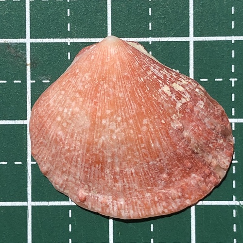 Spondylus sanguineus observed 2020-12-31