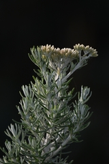 Ozothamnus turbinatus