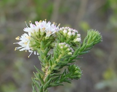 Agathosma hirta