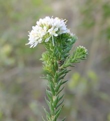Agathosma hirta