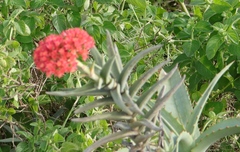 Crassula perfoliata coccinea