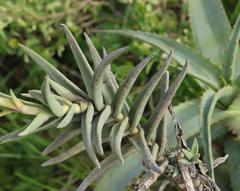 Crassula perfoliata coccinea