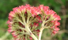 Crassula perfoliata coccinea