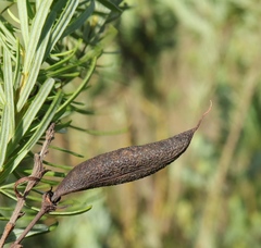 Cyclopia pubescens