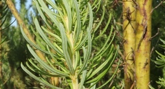 Cyclopia pubescens