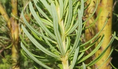 Cyclopia pubescens