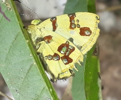 Anteros formosus