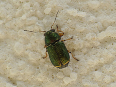 Pachybrachis regius