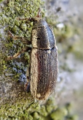 Mecinus circulatus