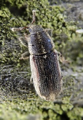 Mecinus circulatus