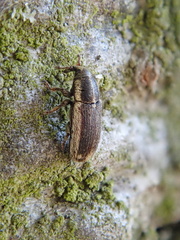 Mecinus circulatus