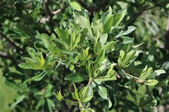 Terminalia sericea