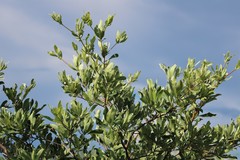 Terminalia sericea