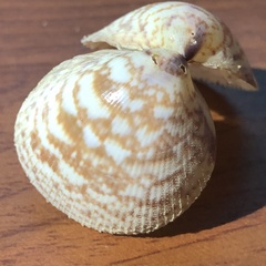 ボタンガイ