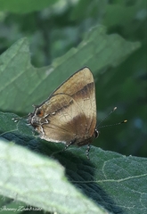 Lamprospilus orcidia