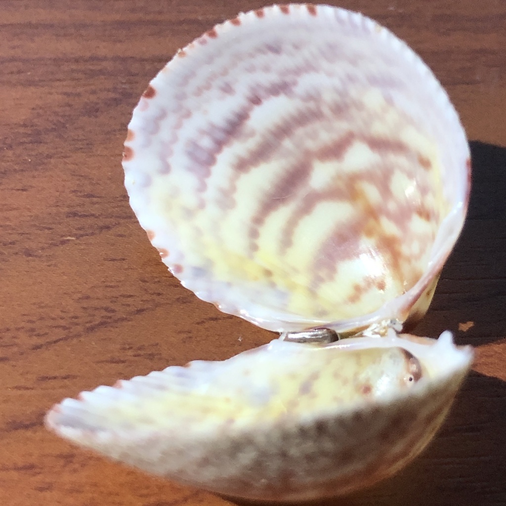 Fulvia australis