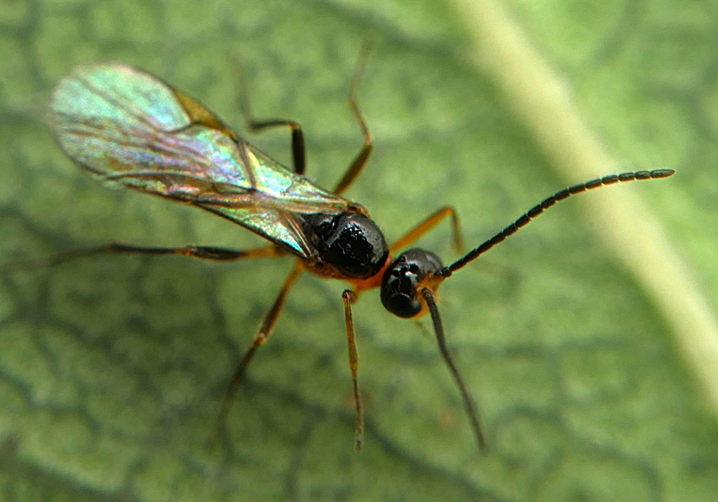 Aphid Mummy Wasps