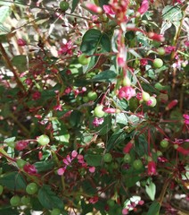 Fuchsia microphylla