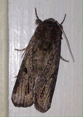 Spodoptera exempta