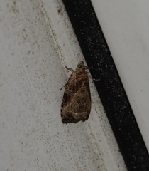 Olethreutes permundana