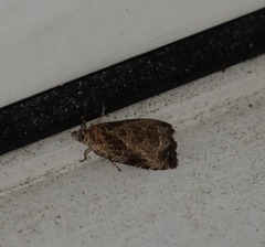 Olethreutes permundana