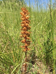 Orobanche amethystea amethystea