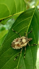 Erthesina acuminata