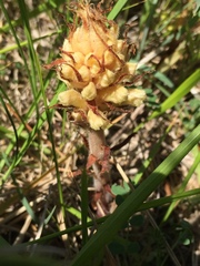 Orobanche amethystea amethystea