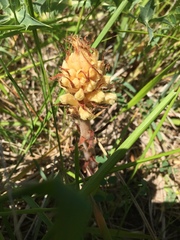 Orobanche amethystea amethystea
