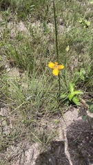 Trimezia juncifolia