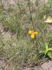 Trimezia juncifolia