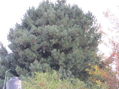 Pinus ayacahuite