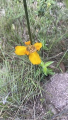 Trimezia juncifolia