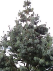 Pinus ayacahuite