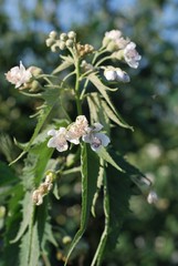 Ripariosida hermaphrodita