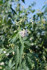 Ripariosida hermaphrodita