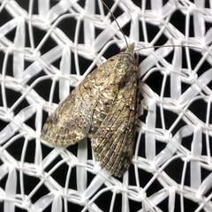 Lophoptera hemithyris