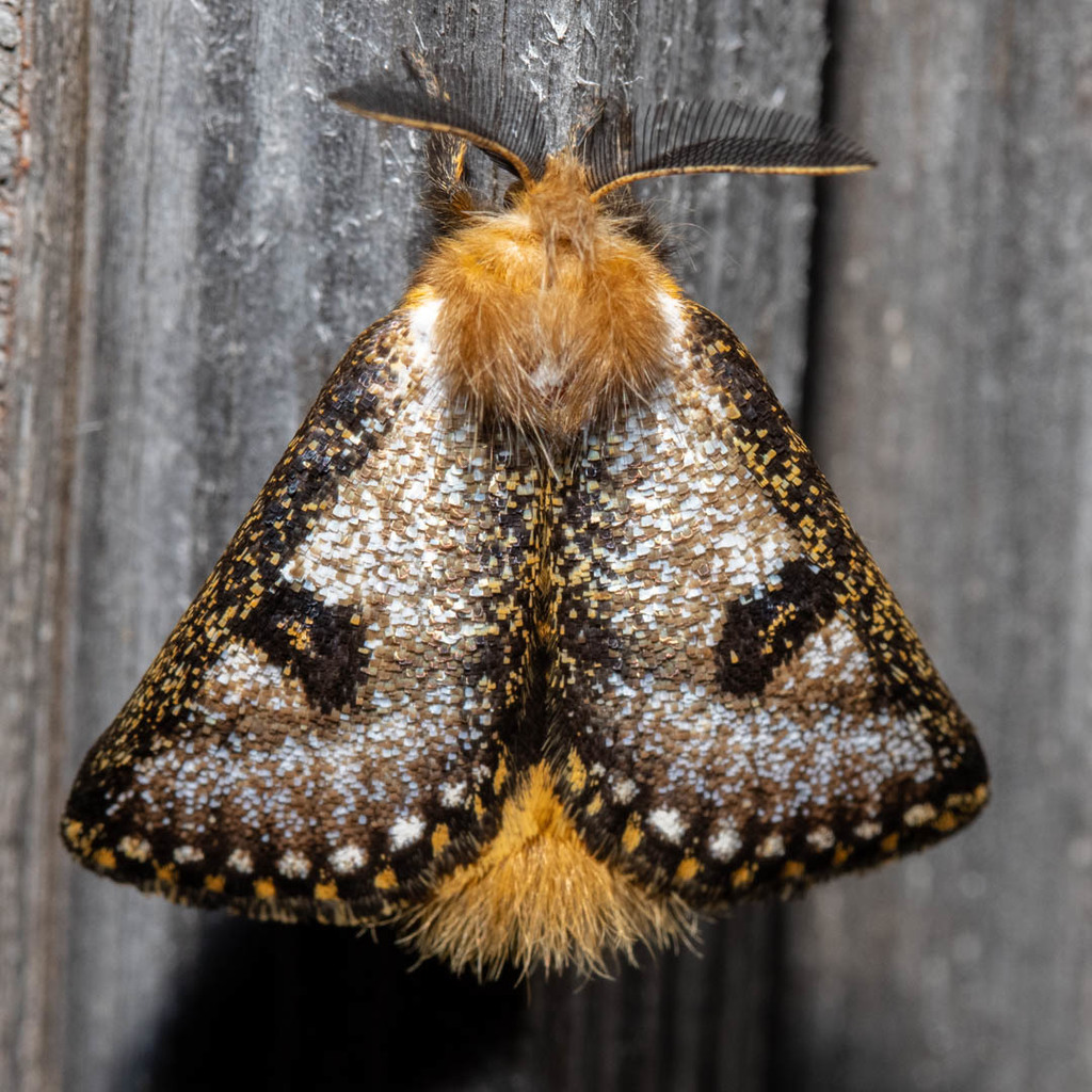 Epicoma contristis