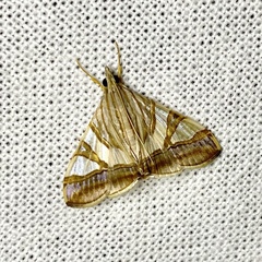 Agrioglypta zelimalis