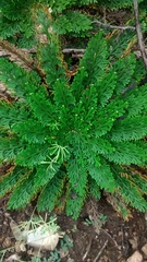Selaginella lepidophylla