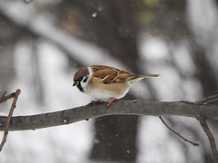 Passer montanus