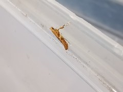 Caloptilia semifascia