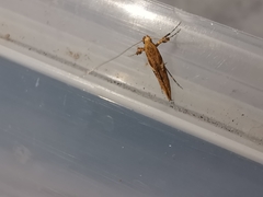 Caloptilia semifascia