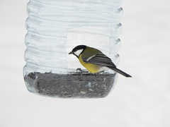Parus major