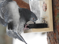 Columba livia domestica