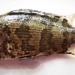 Bornean Leaffish - Photo (c) দিব্য দত্ত, some rights reserved (CC BY-SA)