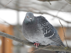 Columba livia domestica