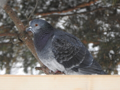 Columba livia domestica