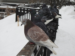 Columba livia domestica