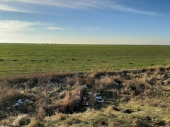 Nannospalax leucodon